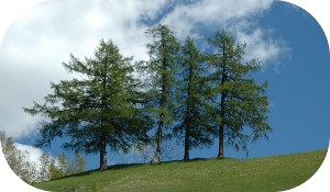 alberi.png alberi.png
